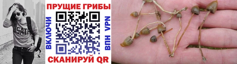 Галлюциногенные грибы GOLDEN TEACHER  блэк спрут ССЫЛКА  Заозёрск 