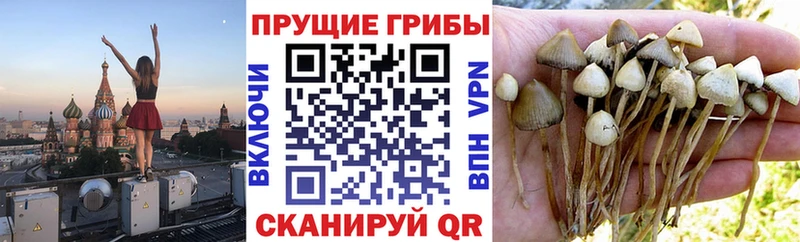 Псилоцибиновые грибы Psilocybine cubensis Заозёрск